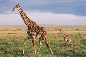 giraffe-totem-300x198